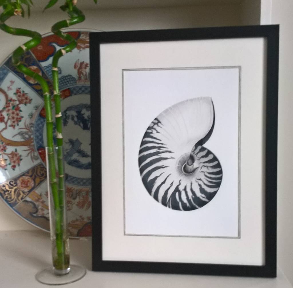 Framed Limited Edition Nautilus Shell Giclee Print, 1 of 7