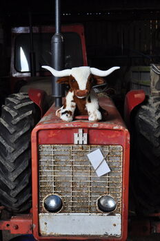 Large Texas Longhorn 30cm Cow With Personalised Heart, 5 of 12