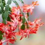 Christmas Cactus 'Caribbean Dancer' One X 15cm Pot, thumbnail 2 of 5