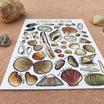 Seashells Of Britain Illustrated Postcard, 8 of 10