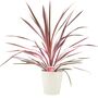 Cordyline Southern Splendour – Pink And Green Foliage, thumbnail 4 of 7