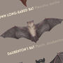British Bat Species, thumbnail 2 of 3