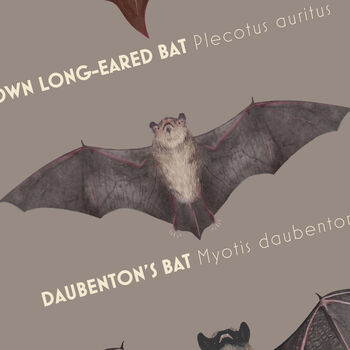 British Bat Species, 2 of 3