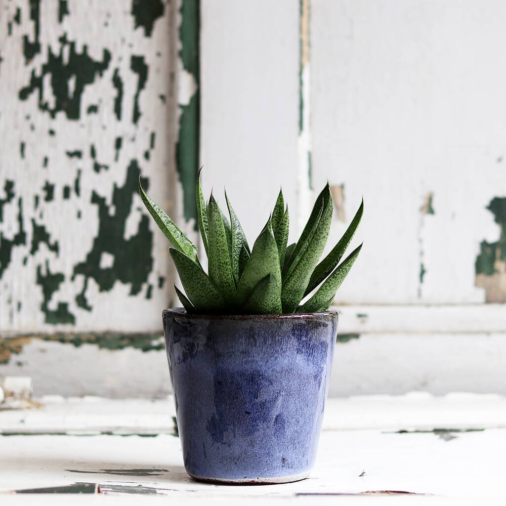 Image of Micro Plant Subscription