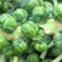 Brussels Sprouts Plants 'Brigitte' Plug Plants, thumbnail 8 of 8