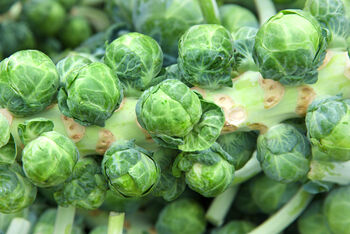 Brussels Sprouts Plants 'Brigitte' Plug Plants, 8 of 8