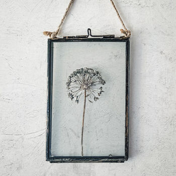 Small Antique Pressed Flower Frame Dried Allium, 3 of 8