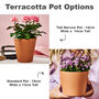 Personalised Terracotta Herb Pot, thumbnail 3 of 6