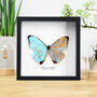 Sulkowsky's Morpho Butterfly Handcrafted Frame, thumbnail 1 of 3