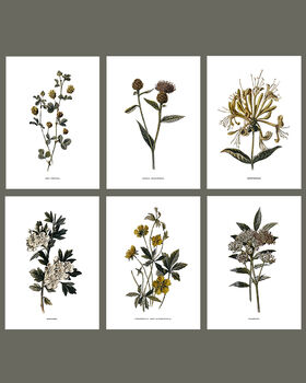 Framed Vintage Botanical Art Prints: Set Of Six, 2 of 8