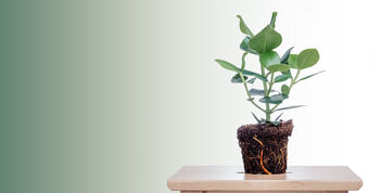Clusia Rosea 'Autograph Tree' Houseplant, 5 of 5