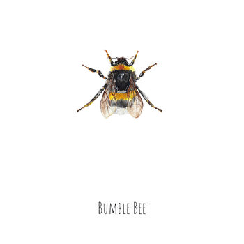 Bumble Bee Watercolour Fine Art Print, 2 of 4