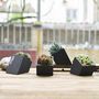 Black Concrete Planter With Choice Of Plant, thumbnail 4 of 8