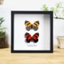 Orange 88 Pair Insect Bug Moth Butterfly Box Frame Entomology Taxidermy Interior Design Modern Home Decor Wall Hanging Display Gift Ornament, thumbnail 1 of 3