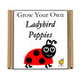 Gardening Gift. Grow Your Own Ladybird Poppies, thumbnail 4 of 4