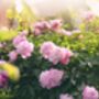 Peony Plants, thumbnail 7 of 7