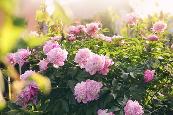 Peony Plants, 7 of 7