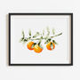 'The Orange Branch' Botanical Art Print, thumbnail 1 of 5