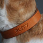 Personalised Leather Dog Collar, thumbnail 3 of 9