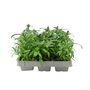 Dianthus Hardy Mixed – 12 Plants, thumbnail 2 of 3