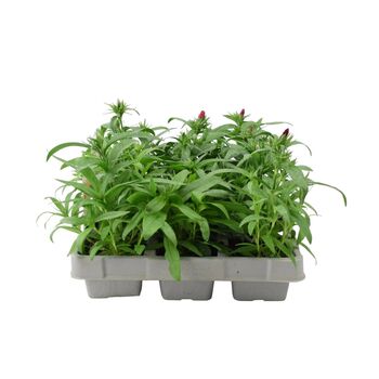 Dianthus Hardy Mixed – 12 Plants, 2 of 3