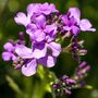 Honesty Plants, Wildflowers, Three X Plants In 9cm Pots, thumbnail 1 of 5