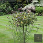 Marble Suncatcher Perfect For Adding Colour And Movement To Your Garden, thumbnail 9 of 12
