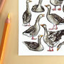 Gaggle Of Geese Watercolour Illustrated Postcard, thumbnail 7 of 8