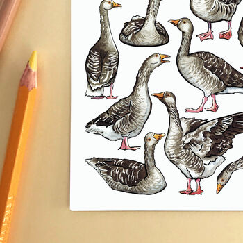 Gaggle Of Geese Watercolour Illustrated Postcard, 7 of 8