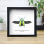 Flower Beetle Insect Bug Moth Butterfly Box Frame Entomology Taxidermy Interior Design Modern Home Decor Wall Hanging Display Gift Ornament, thumbnail 1 of 3