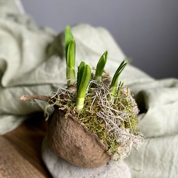 Fresh Narcissus Bulb In Buddha Nut Shell, 4 of 10