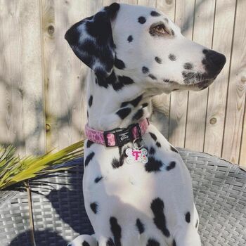 Dog Collar | Pink Princess, 2 of 10