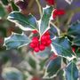 Holly Plants Ilex 'Silver Queen' Two X One Litre Pots, thumbnail 2 of 5