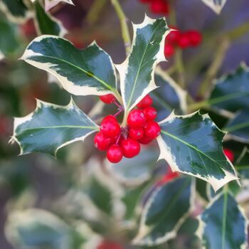 Holly Plants Ilex 'Silver Queen' Two X One Litre Pots, 2 of 5