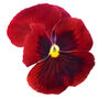 Flowers Pansy 'Red Blotch' Six X Plant Pack, thumbnail 1 of 5