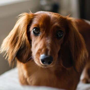 Personalised Dachshund Dog Mum Mother's Day Card, 3 of 5