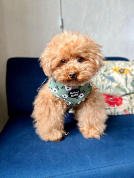 Green Meadow Daisy Dog Harness, 7 of 11