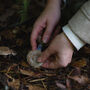 Autumn Foraging Walk For One In The South Downs, thumbnail 2 of 11