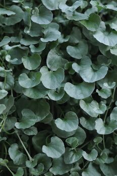 Dichondra Silver Falls – 3x 9cm Potted Trailing Plants, 2 of 3