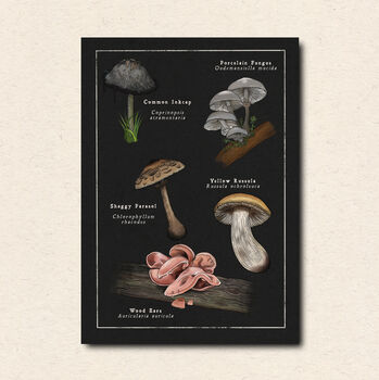 Mushroom Art Postcard Pack, 7 of 7