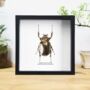 Giant Long Armed Scarab Beetle Insect Bug Moth Butterfly Box Frame Entomology Taxidermy Interior Design Modern Home Decor Wall Hanging Display Gift Ornament, thumbnail 1 of 3