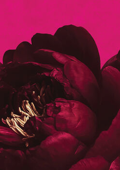 Crimson Velvet Bloom – Dramatic Floral Art Print, 2 of 5