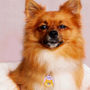 Pomeranian Personalised Dog ID Name Tag, thumbnail 12 of 12