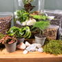 Large Diy Terrarium Kit With Plants Gift For Plant Lover Christmas Gift, thumbnail 4 of 11