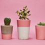 Concrete Pot Tall With Cactus/ Succulent In Pink, thumbnail 3 of 3