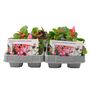 Begonia Semperflorens Mixed 12 Plants 2 X 6 Pack Bedding, thumbnail 1 of 3