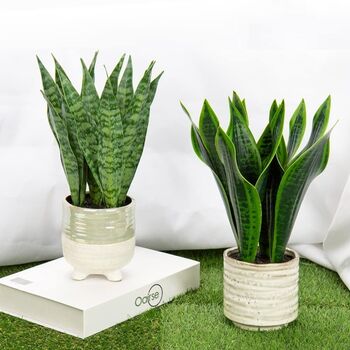 Artificial Fake Faux Plant In Cream Ceramic Pots, 2 of 8