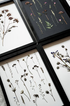 Original Pressed Flower Frame – Field Notes Botanical Wall Art A3, 8 of 8