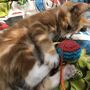 Cat Toy Hand Knitting Kit, thumbnail 2 of 11
