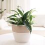 Contemporary Stripe Pattern Indoor Planter Flower Pot, thumbnail 1 of 12